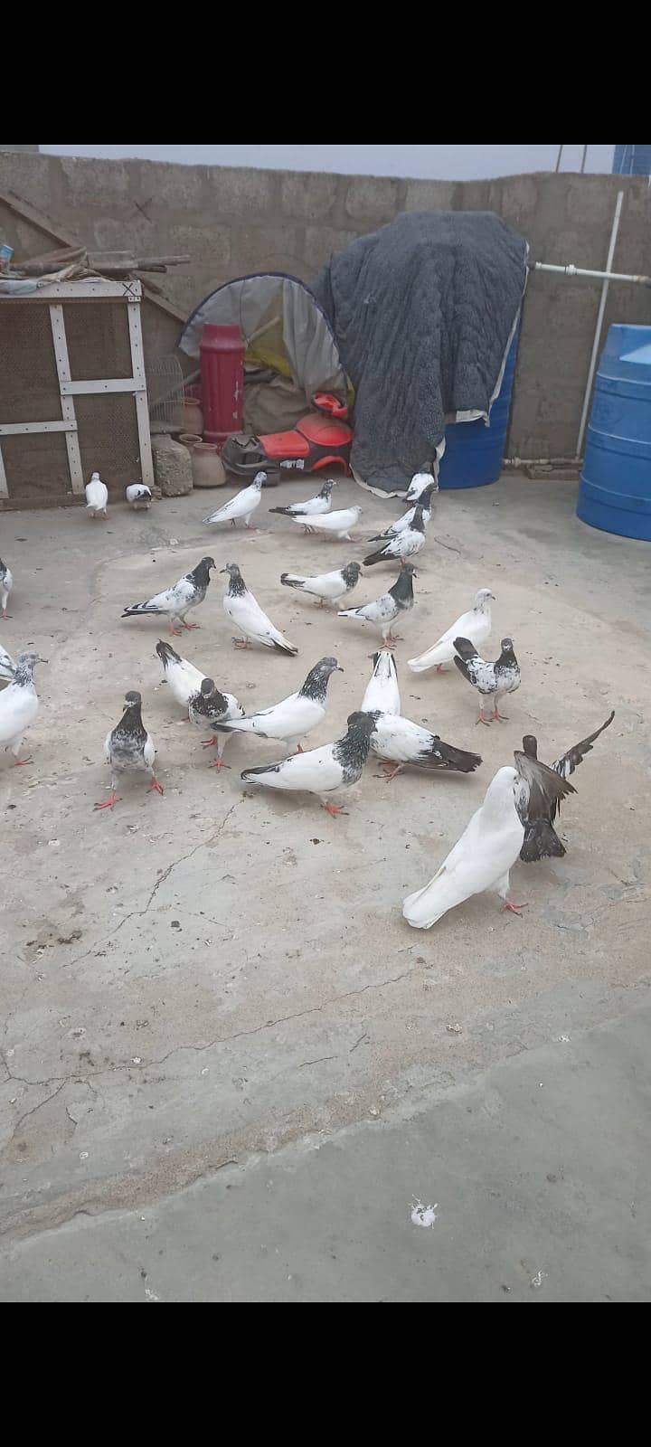 pigeons 1