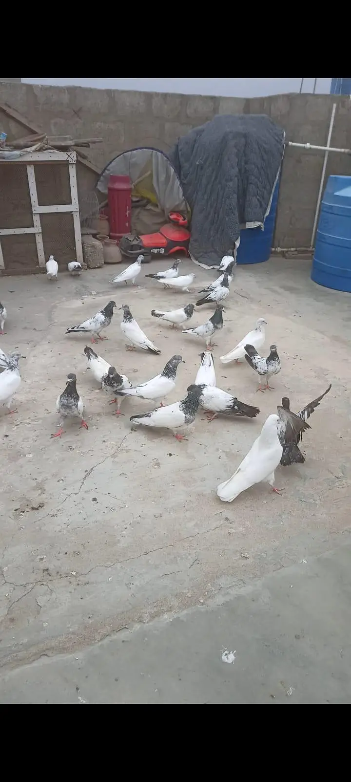 pigeons — photo 2
