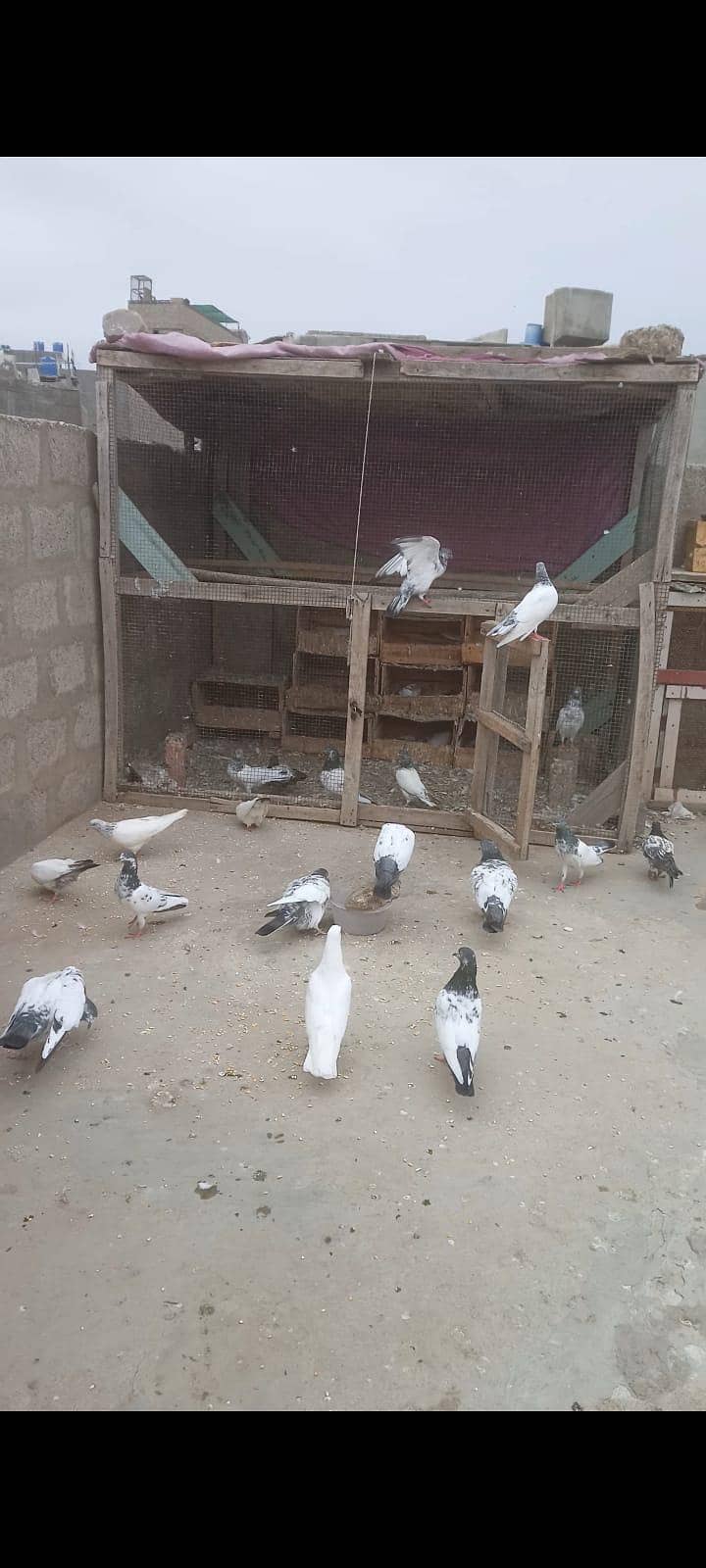 pigeons 2