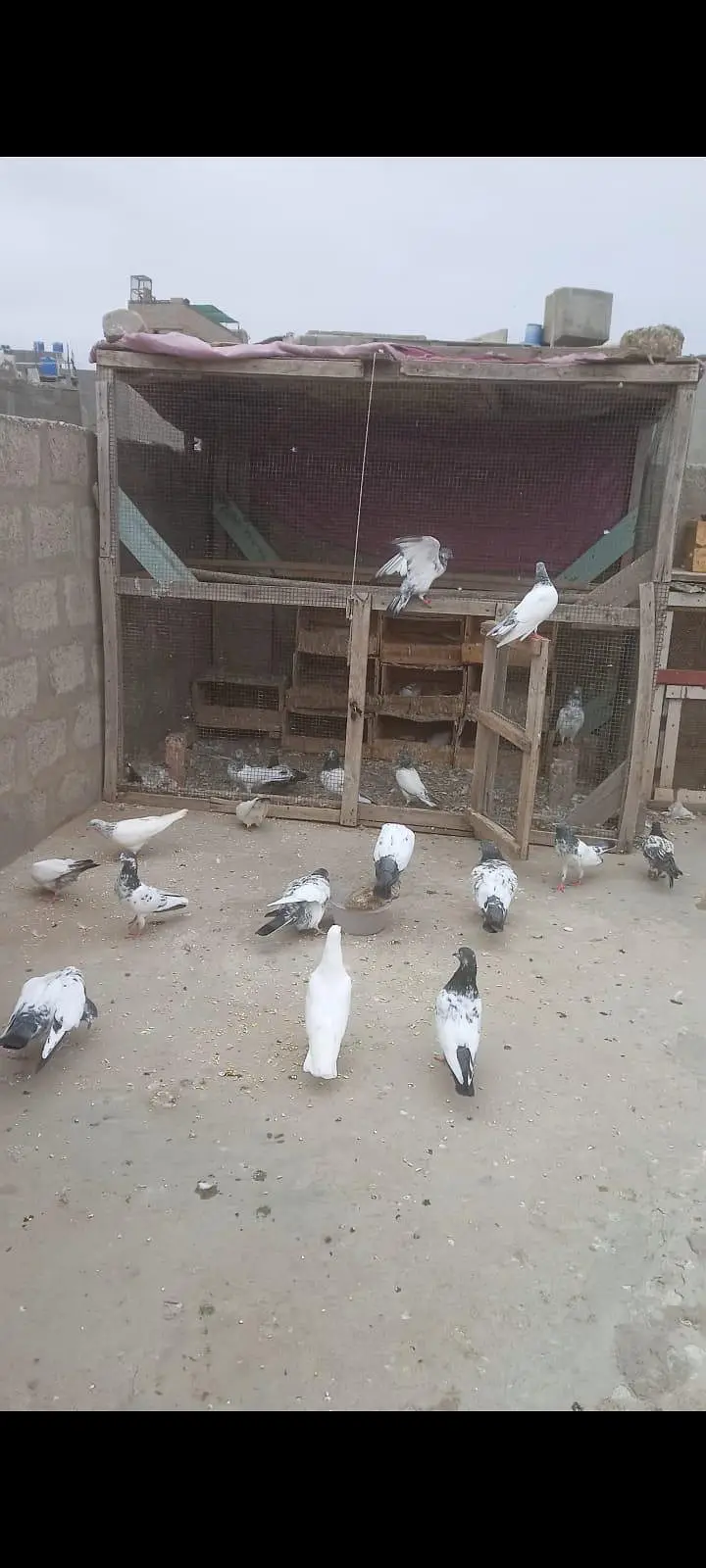 pigeons — photo 3