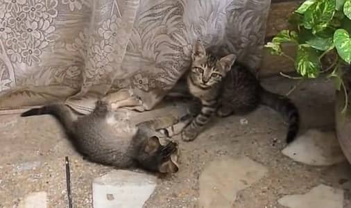 cat for adopt