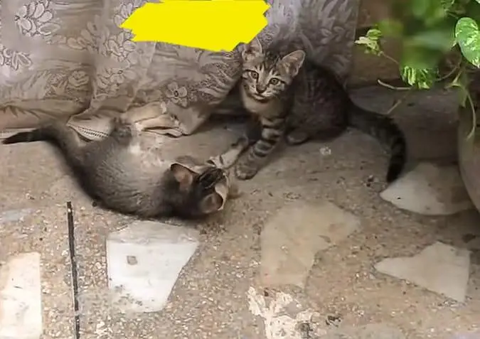 cat for adopt — photo 2