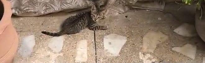 cat for adopt 2