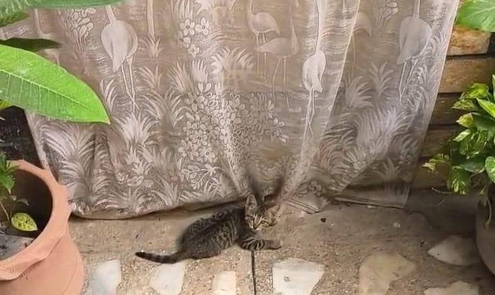 cat for adopt 8