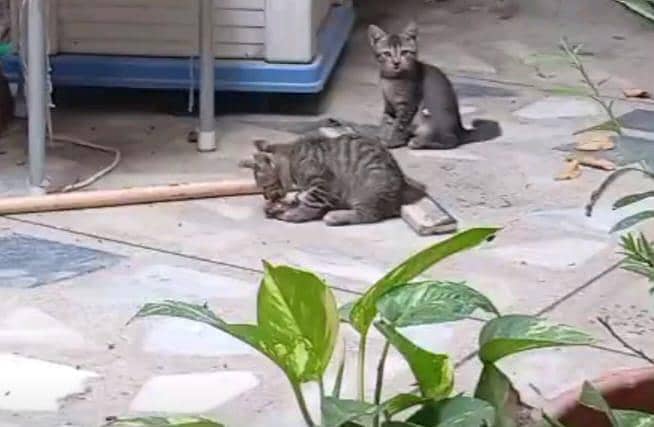 cat for adopt 10