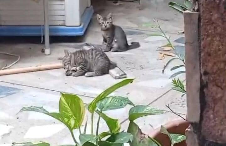 cat for adopt 11