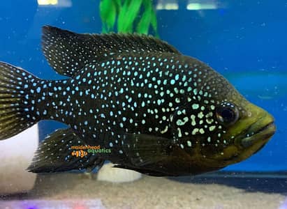 polleni chiclids and many other rare chiclids available for sale