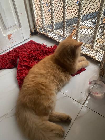 Persian punch face light brown cat