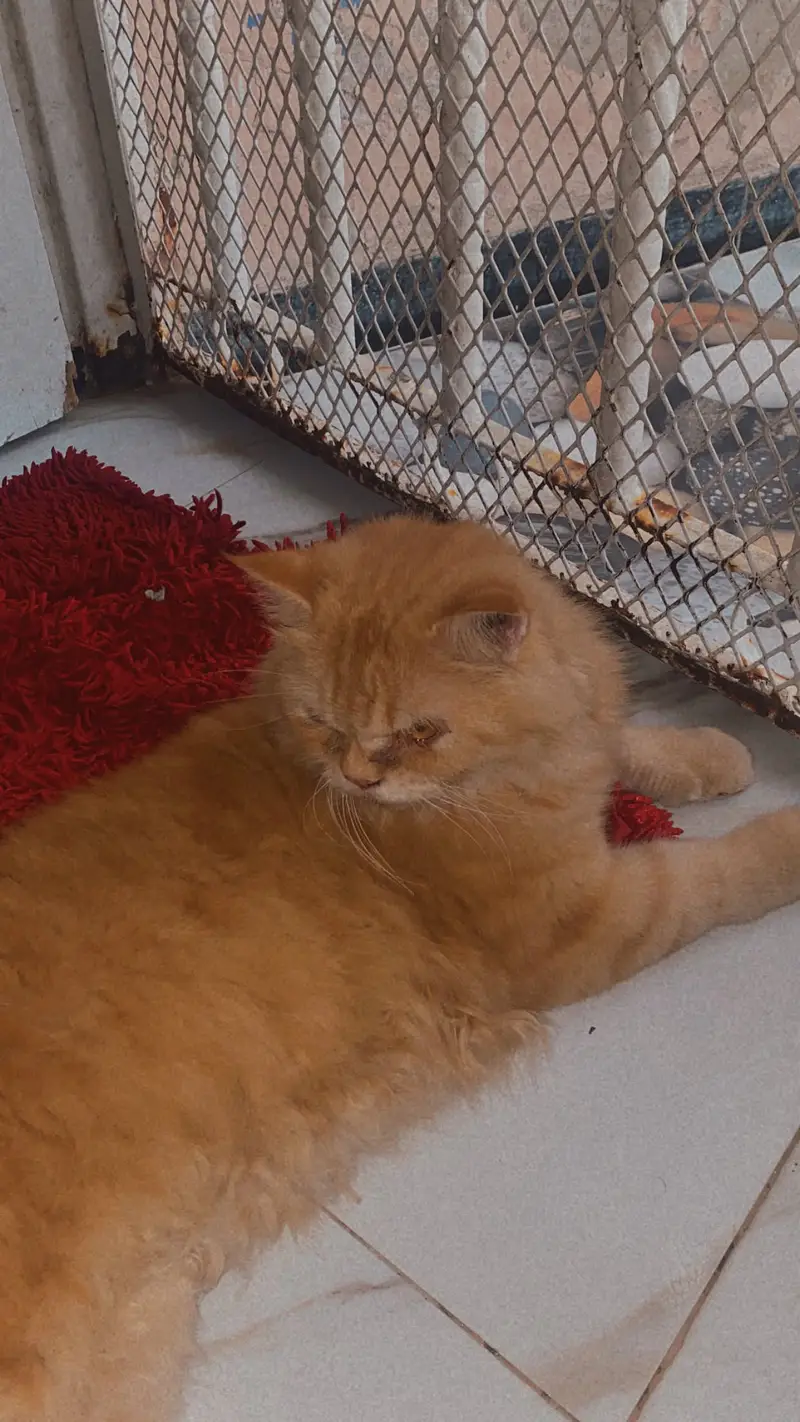 Persian punch face light brown cat — photo 2