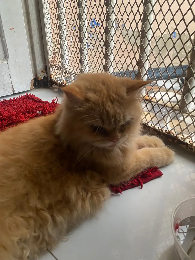 Persian punch face light brown cat — photo 3