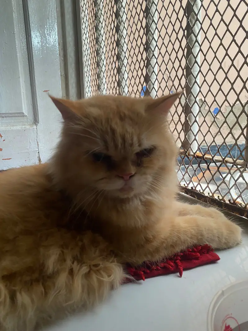 Persian punch face light brown cat — photo 4