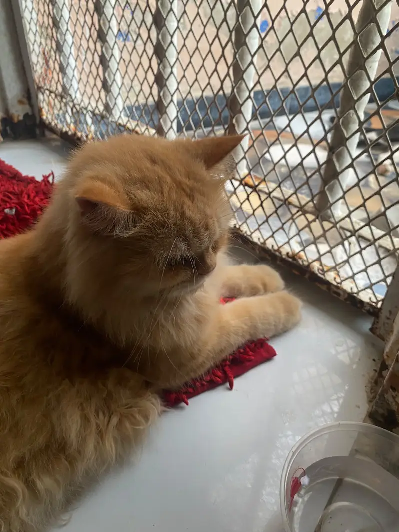 Persian punch face light brown cat — photo 5