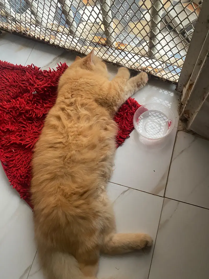 Persian punch face light brown cat — photo 6