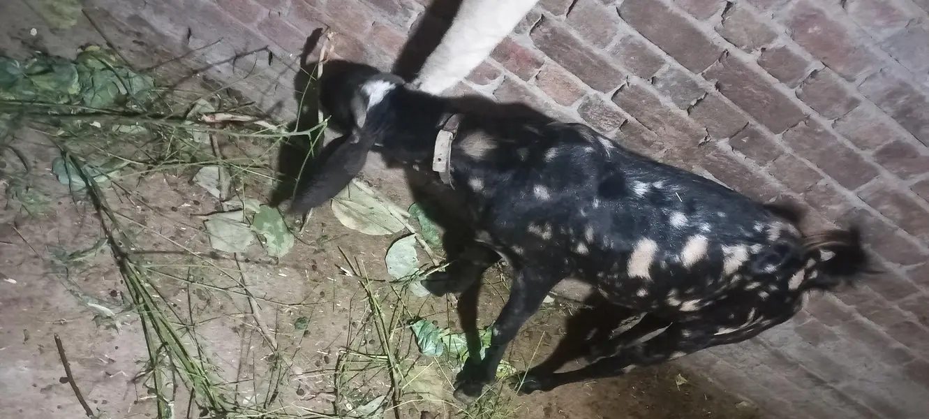 bakra — photo 3