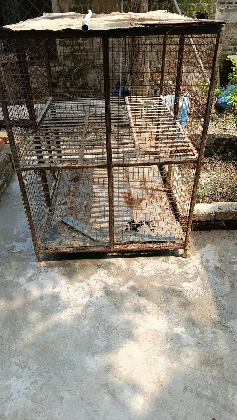 pinjra for sale