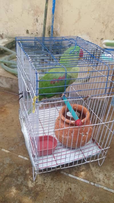raw elexendrine green parrot for sale
