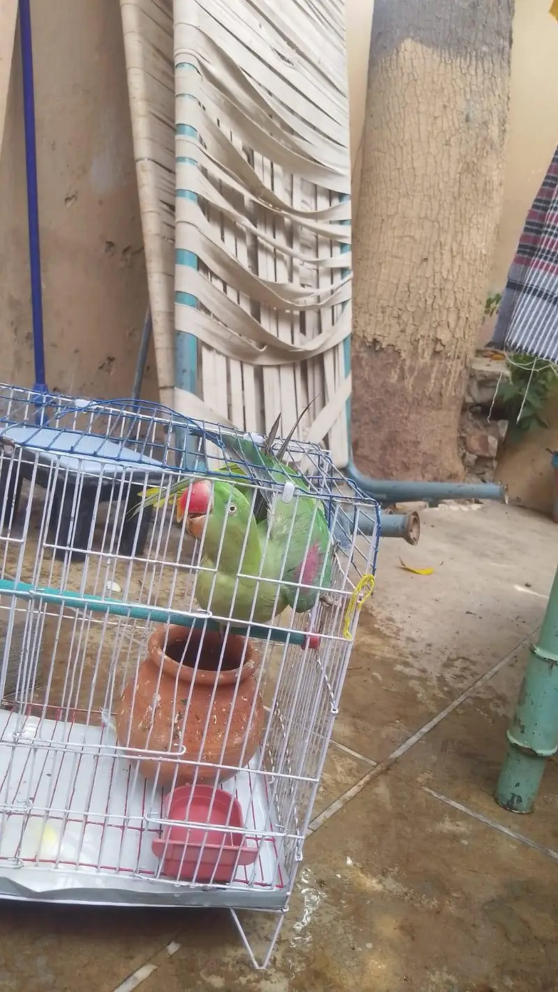 raw elexendrine green parrot for sale — photo 2