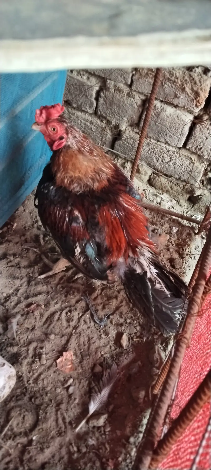 Amroha breader — photo 2