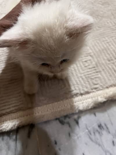 Pure Persian cat