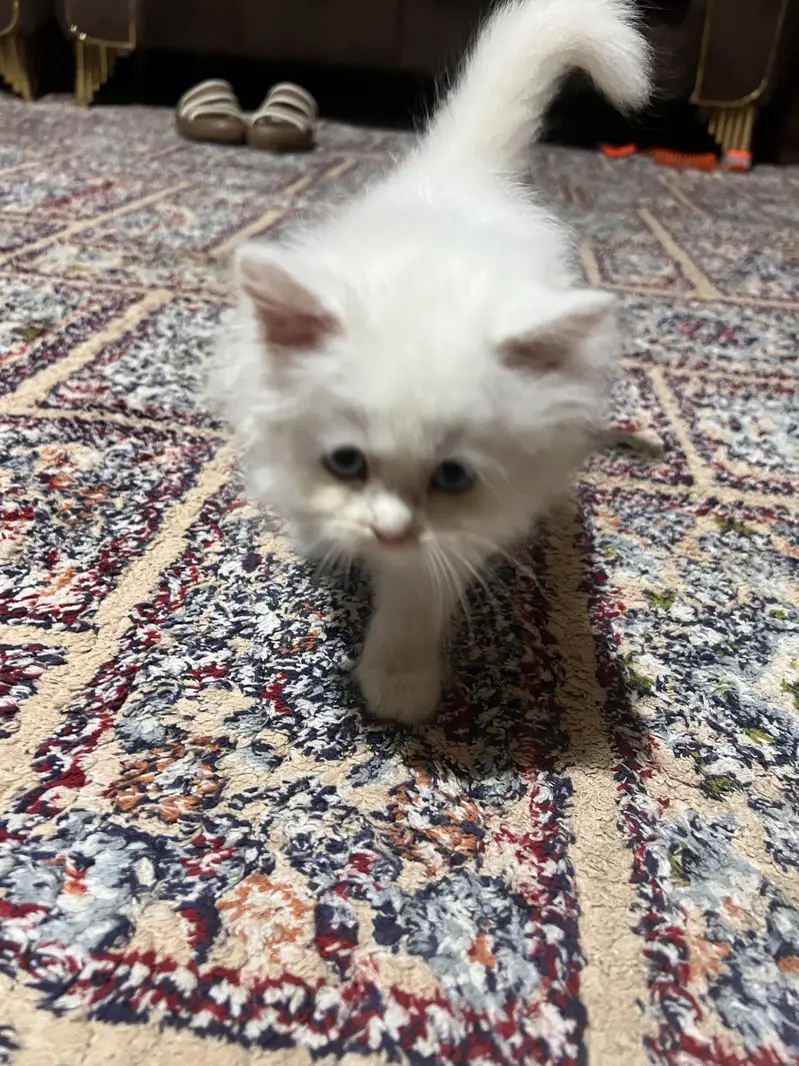 Pure Persian cat — photo 2