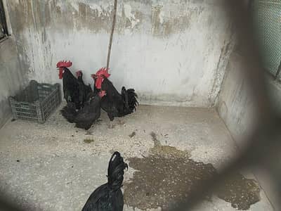 australorp  for sale