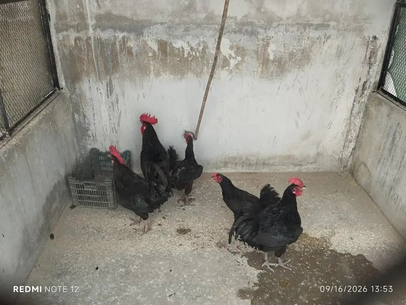australorp  for sale — photo 2