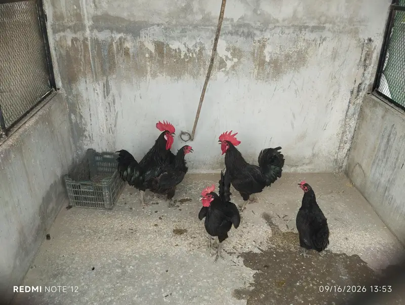 australorp  for sale — photo 3