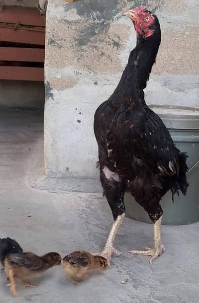 aseel chicks long height