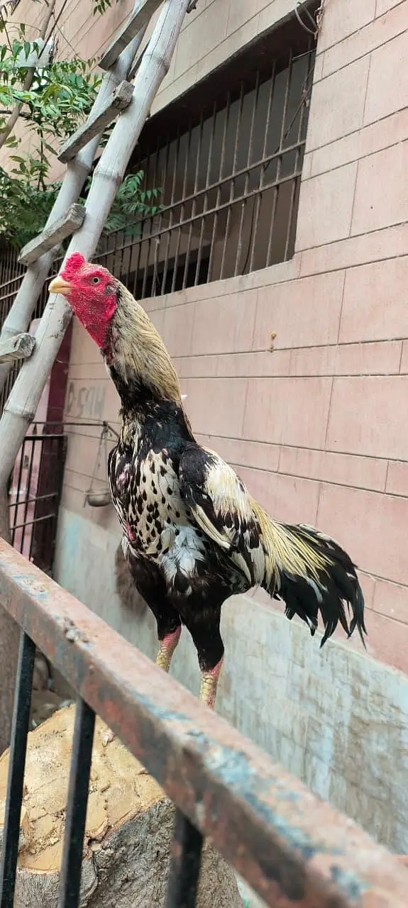 aseel chicks long height — photo 5