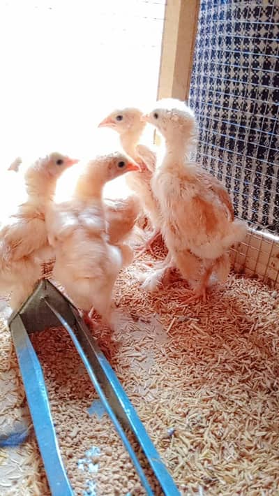 Golden Buff Chicks
