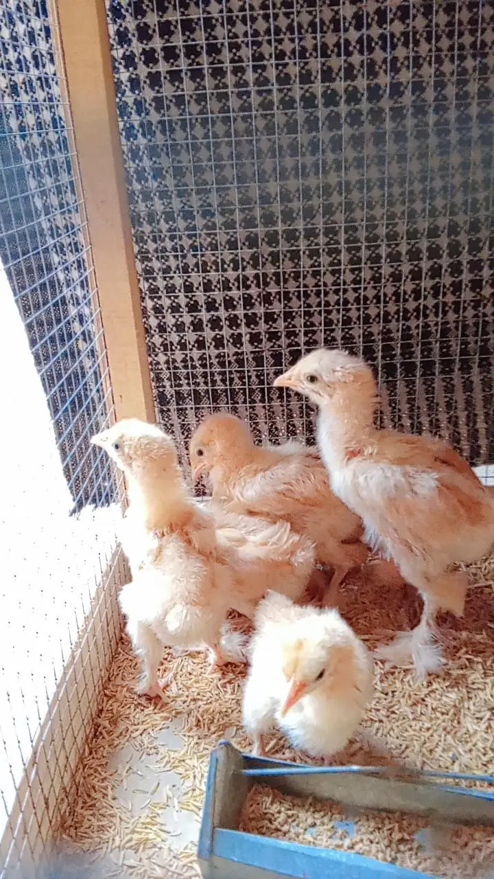 Golden Buff Chicks — photo 2