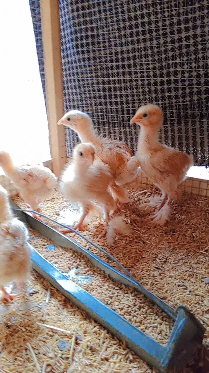 Golden Buff Chicks — photo 3
