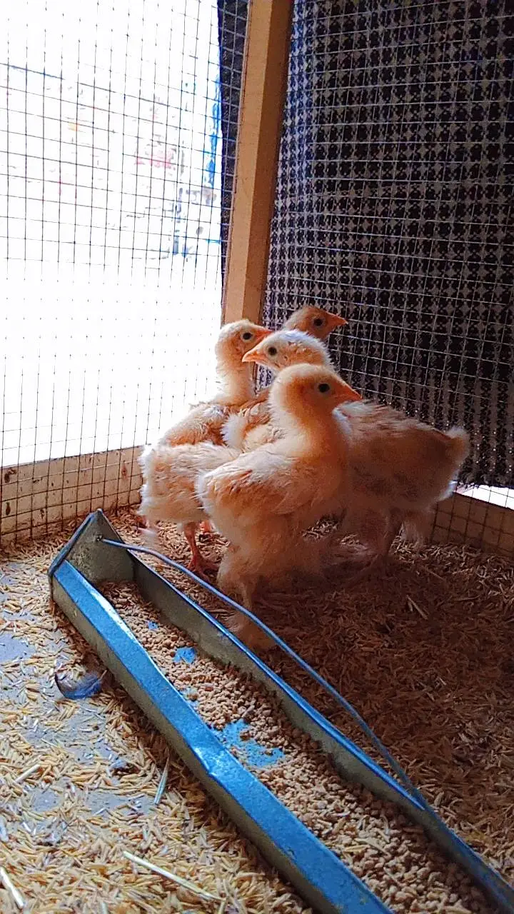 Golden Buff Chicks — photo 4