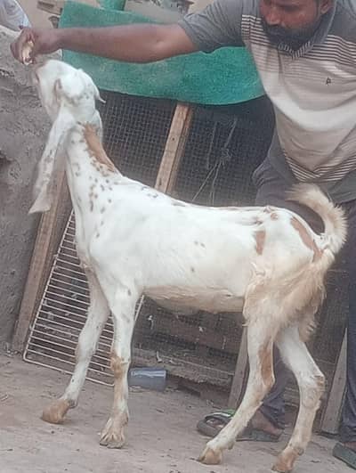Desi kheeri path sale