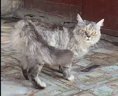 Nice kras cat