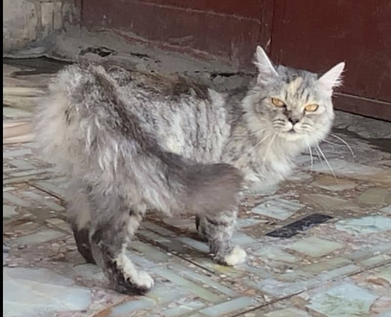 Nice kras cat 0