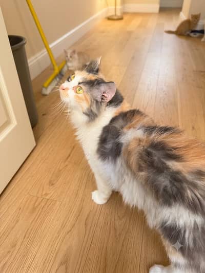 beautiful healthy calico cat for sale