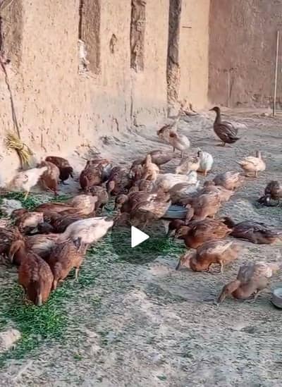 khaki Campbell ducks