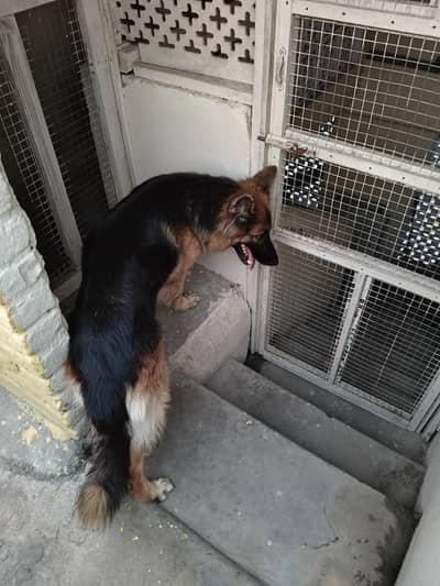 Female German shepherd 18 months