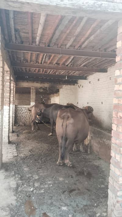 3 kanal dairy farm available for rent