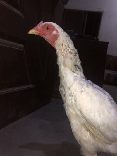 Aseel hen female