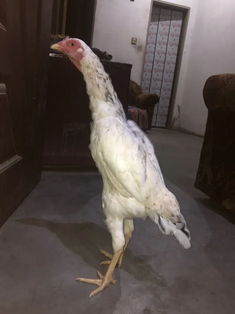 Aseel hen female — photo 2