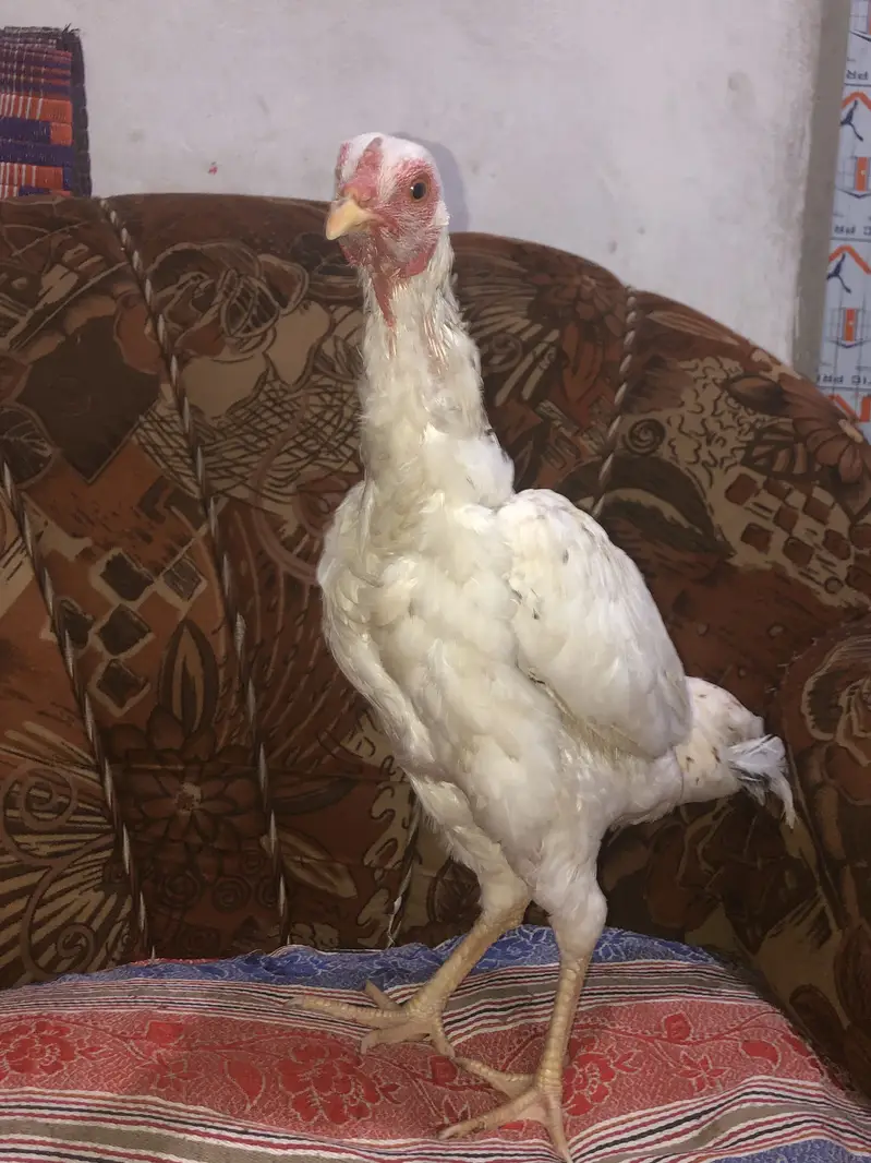Aseel hen female — photo 3