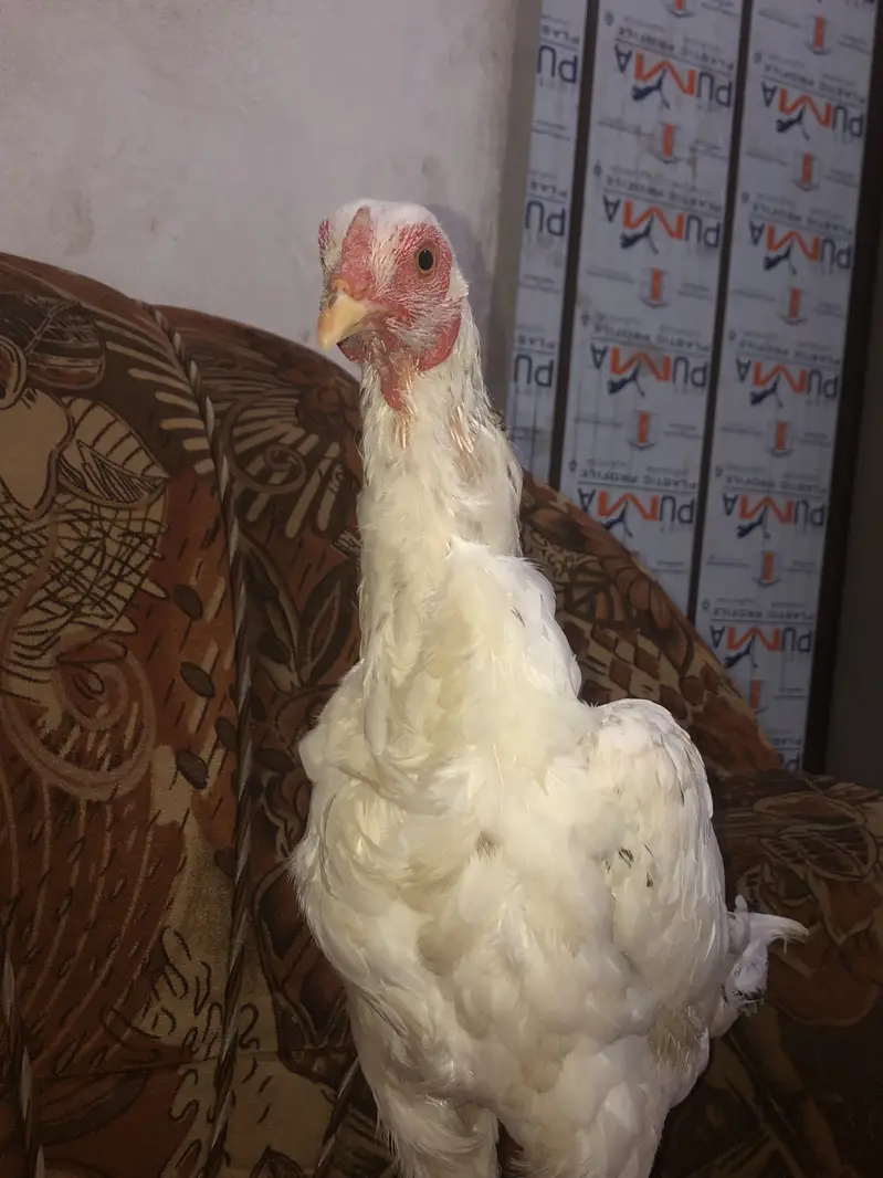 Aseel hen female — photo 4
