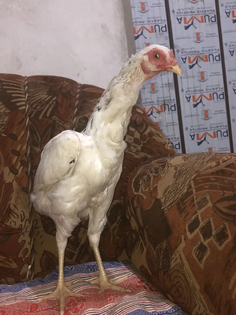 Aseel hen female — photo 5