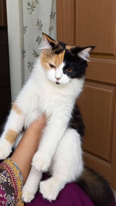 2 parsion cats available