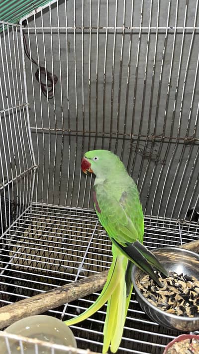 Hand tame raw parrot female