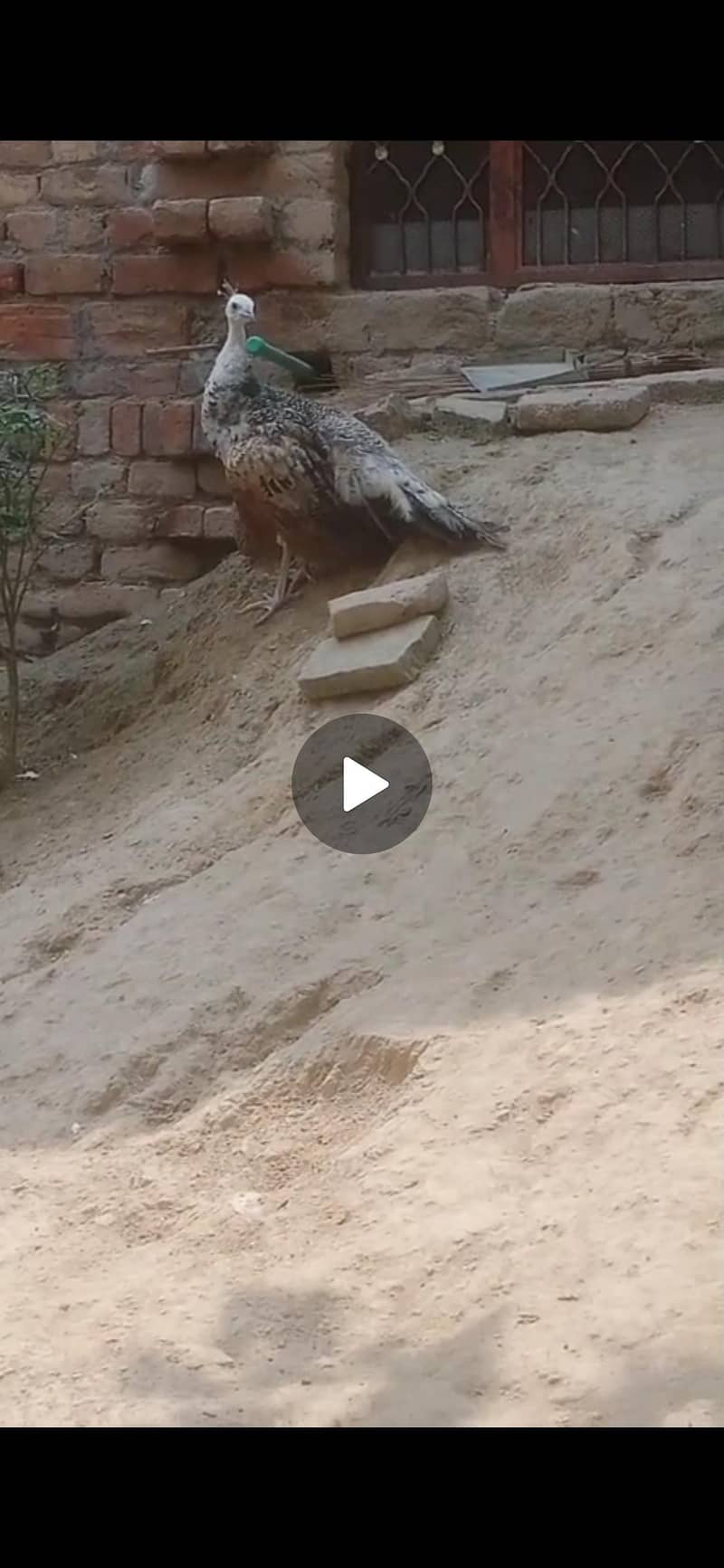 peacock mor 1