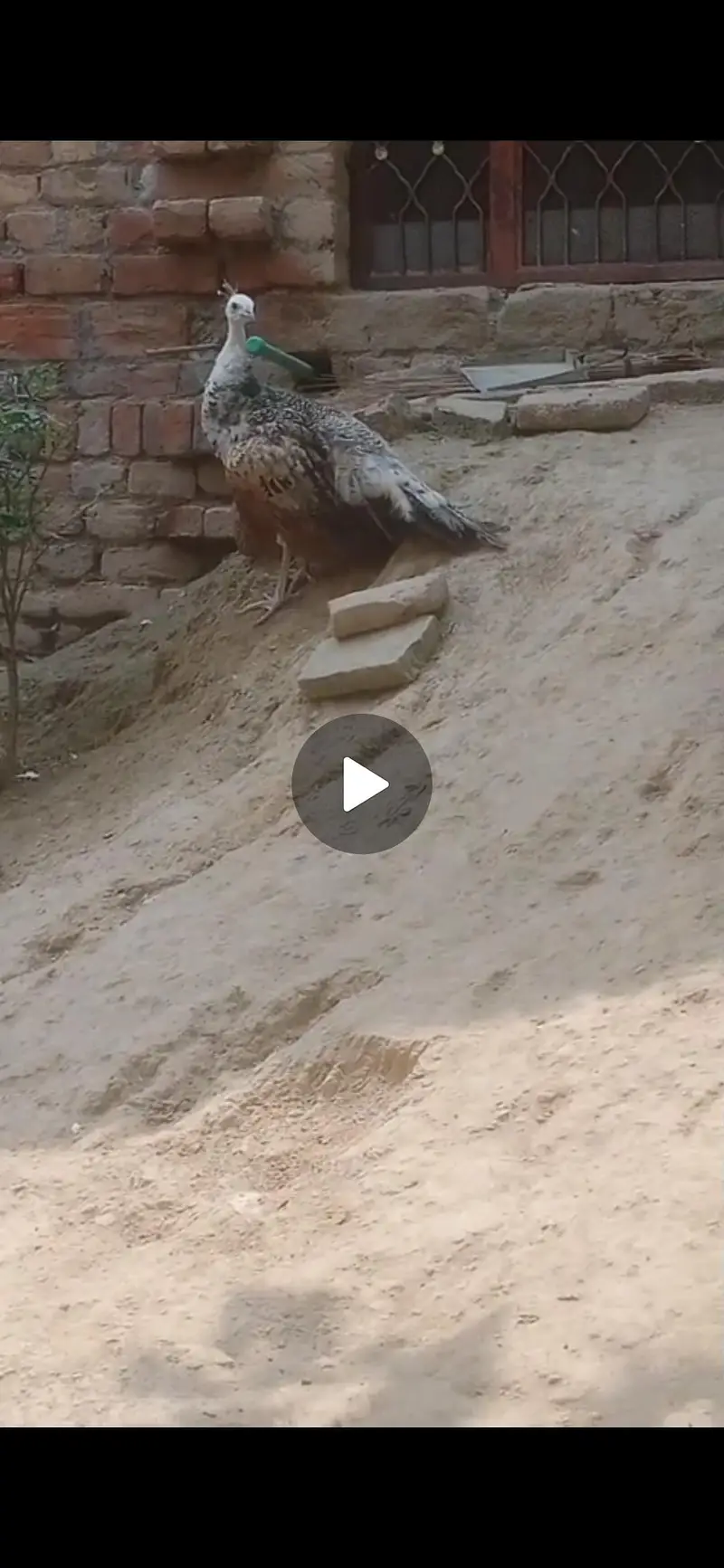 peacock mor — photo 2