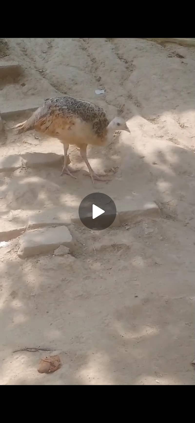 peacock mor 2